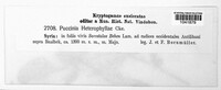 Puccinia heterophyllae image
